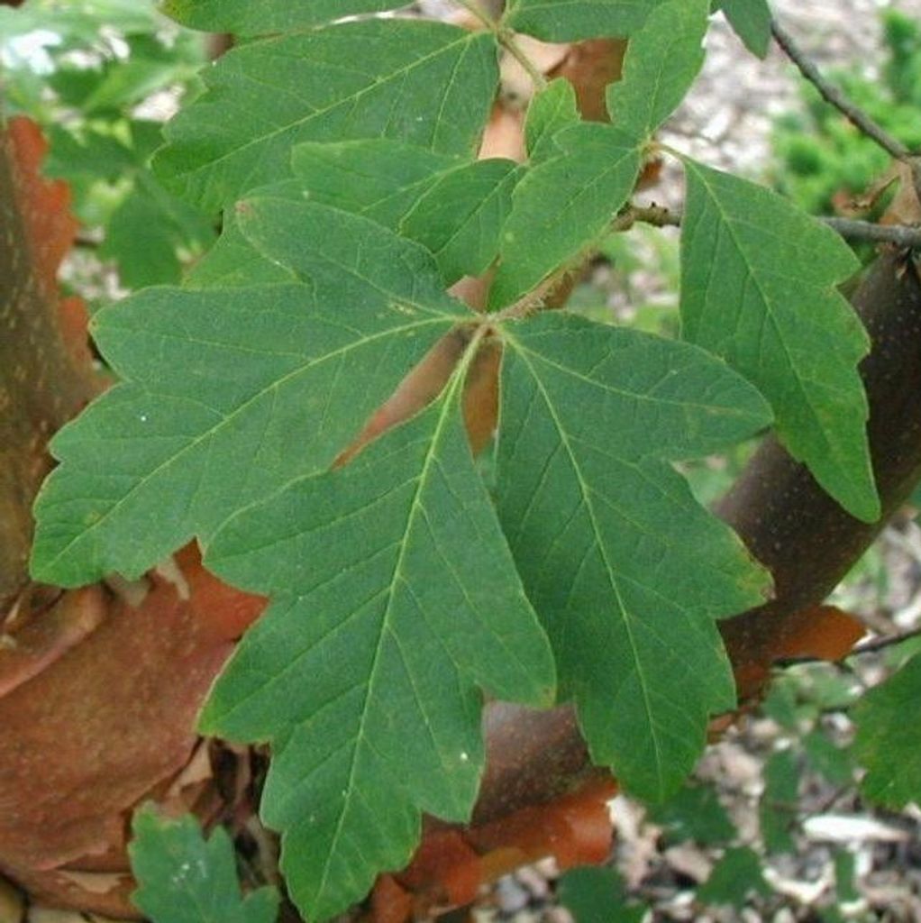 Zimtahorn - Acer griseum  | 60- 80 cm in Container Produktbild 