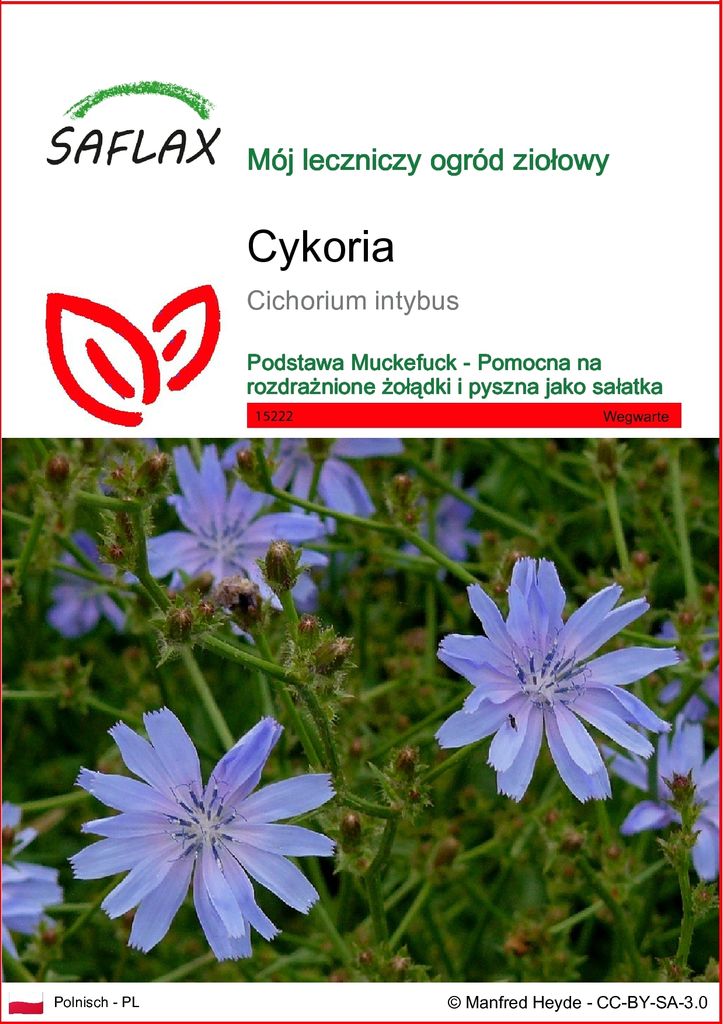 SAFLAX - Cykoria - 250 Nasiona - Cichorium intybus Zdjęcie produktu 