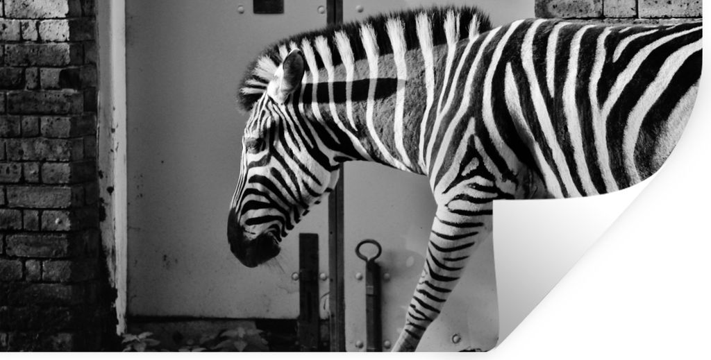 MuchoWow Wandtattoo Wandsticker Wandaufkleber Zebra - Wand - Tür - Tiere - Schwarz und weiß 120x60 cm Selbstklebend und Repositionierbar - Stic...