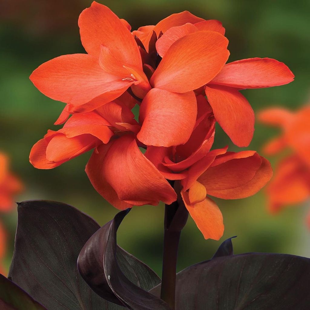 Canna Kanna Blüten Knolle Töpfe Garten Canna Niska Happy Wilma 1 St.
