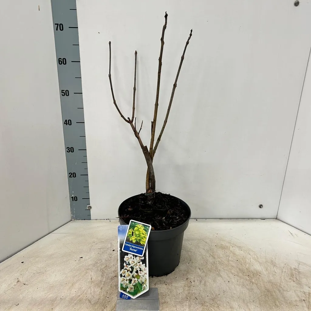 Catalpa bignonioides 'Aurea' 60-70cm - Catalpa doré en pot de qualité