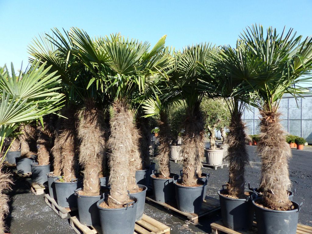 XXXXL 240 cm Trachycarpus fortunei 120 cm Stamm Hanfpalme, Produktbild 