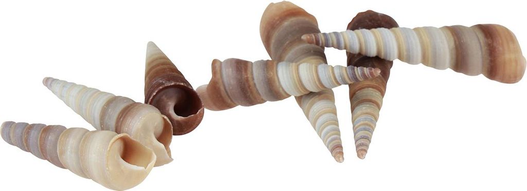 Maritime Schneckenhäuser Deko Seeschnecken für Bastelideen