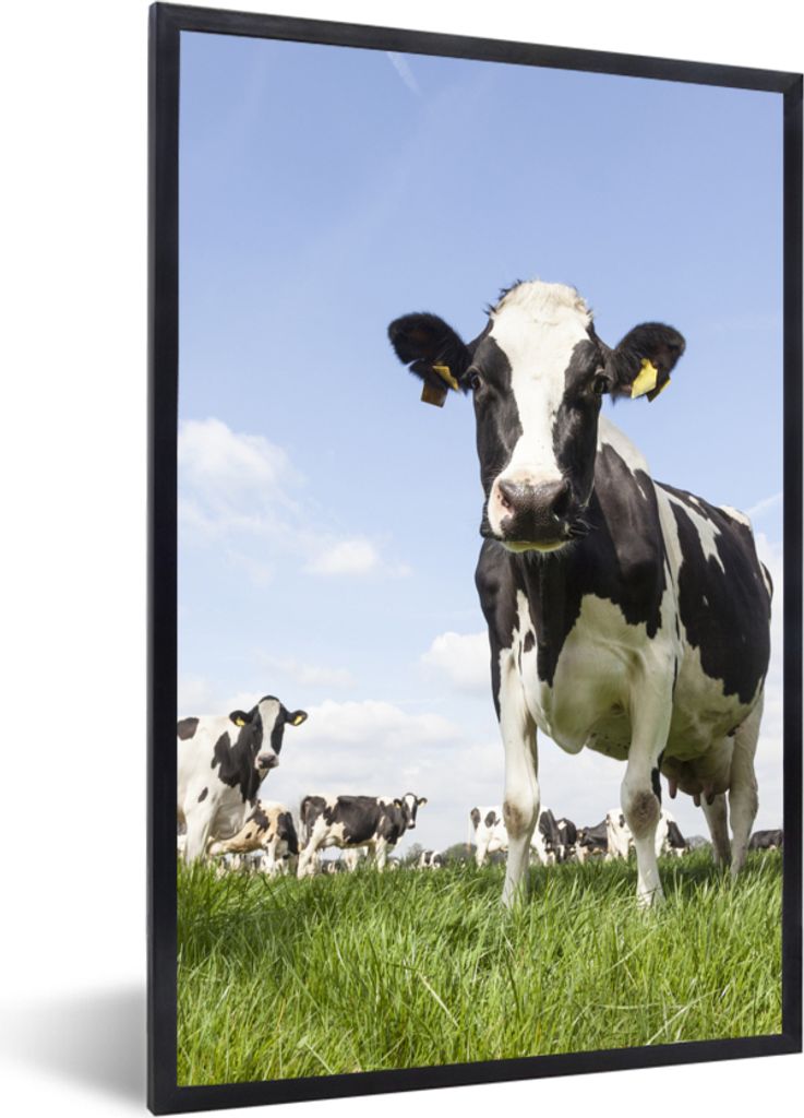 MuchoWow Gerahmtes Poster Kühe - Gras - Tiere - Sonne - Bauernhof 60x90 cm - Poster mit Schwarzem Bilderrahmen Wandposter Rahmen Foto Bilder - K...