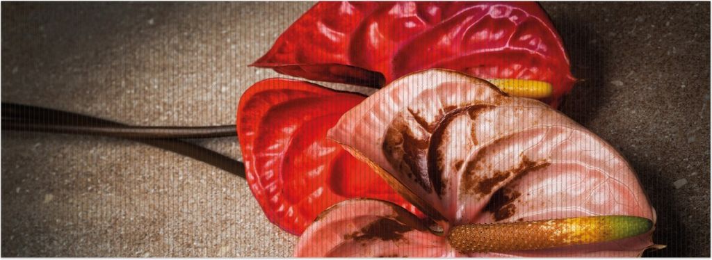 Wallario Duschmatte Antirutschmatte Badmatte Fußmatte Blüten einer Flamingoblume - Anthurie - auf schwarzem Marmor, Größe ca. 180 x 65 cm