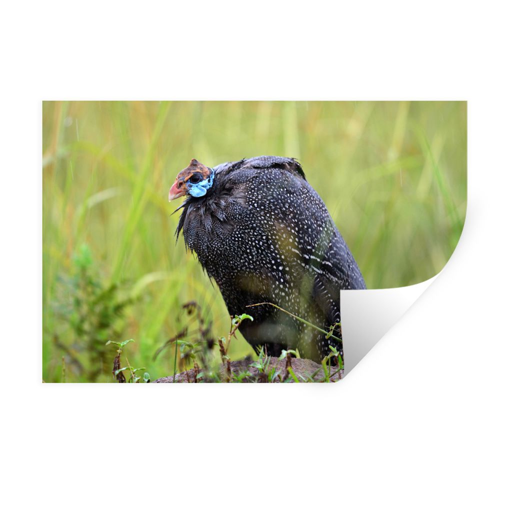 MuchoWow Wandtattoo Wandsticker Wandaufkleber Perlhühner - Vögel - Federn 60x40 cm Selbstklebend und Repositionierbar - Wierderverwendbar - Sel...