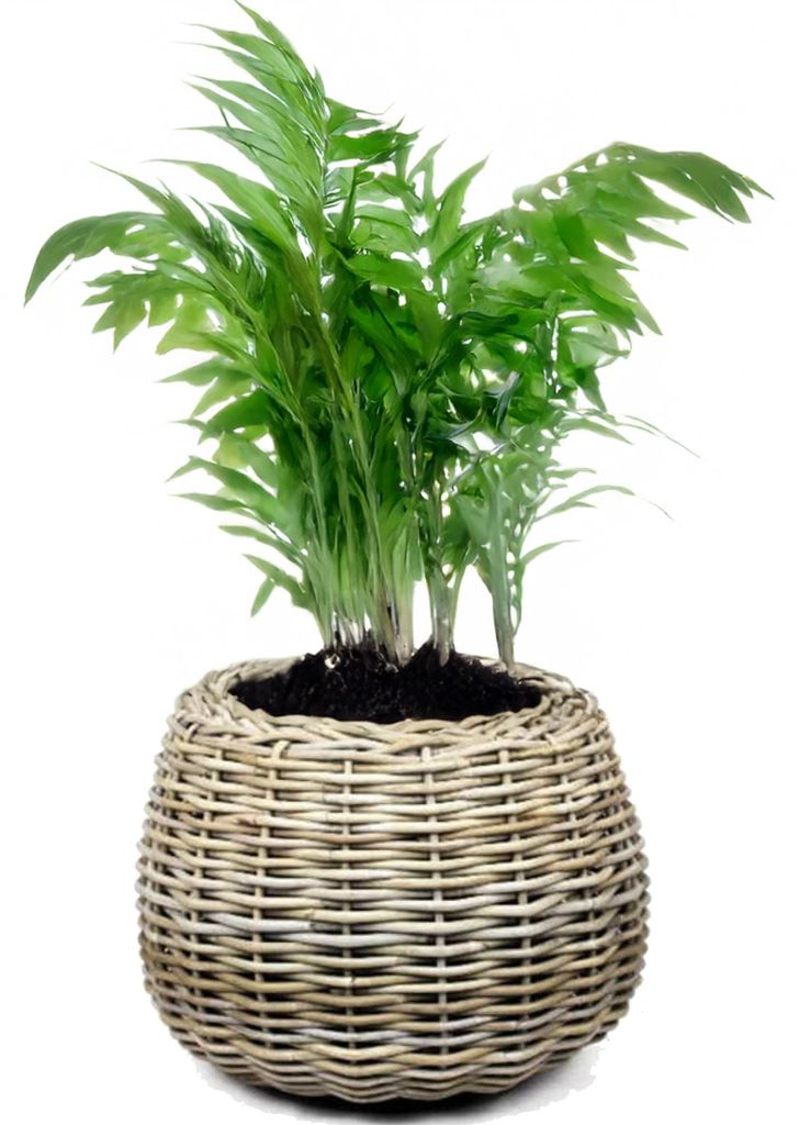 Van der Leeden Pflanzenkorb - Rattan geflochten- 45x34cm - Produktbild 