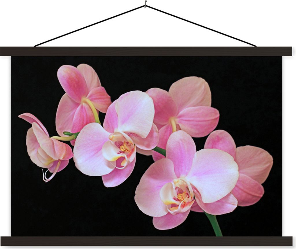 MuchoWow Textilposter Eine Nahaufnahme von rosa Orchideen auf einem schwarzen Hintergrund 150x100 cm mit schwarzem Rahmen - Schlafzimmer