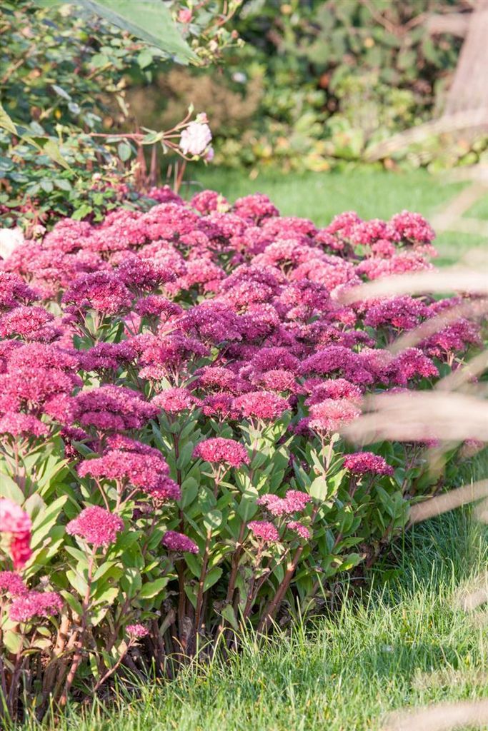 Sedum telephium 'Green-Pink', Fetthenne, grün-rosa, 2 Liter Container