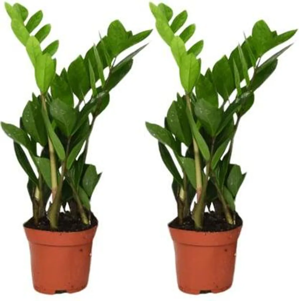Zamioculcas Zamiifolia : La plante d'intérieur increvable pour débutant