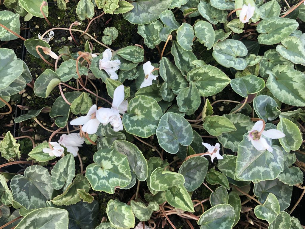 6 x Cyclamen Hed. 'Album' - Cyclamen blanc en pot 9x9 cm Image du produit 