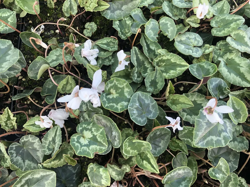 Cyclamen blanc pour ombre : Lot de 6 plants Hederifolium Album 9cm