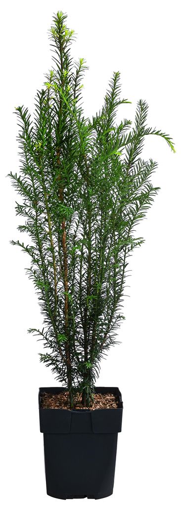 Dehner Gemeine Eibe, Taxus baccata, weiche Nadeln, 45-55 cm, 2 l Topf, Nadelgehölz