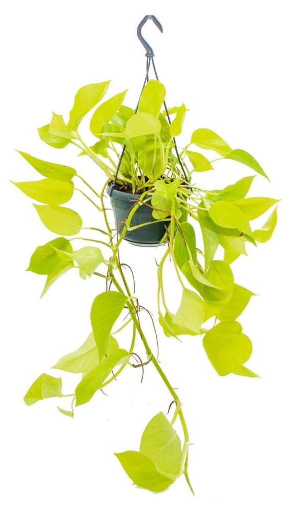 Závěsná pokojová rostlina – zářivý pothos (Epipremnum Obrázek produktu 