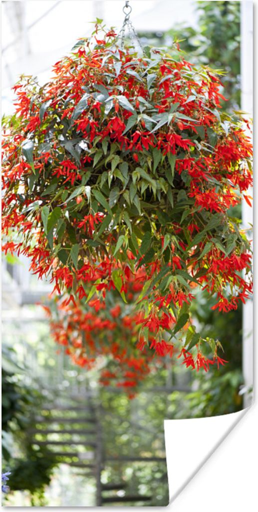 MuchoWow Poster Hängepflanze mit roten Blüten 20x40 cm - Plakat - Foto