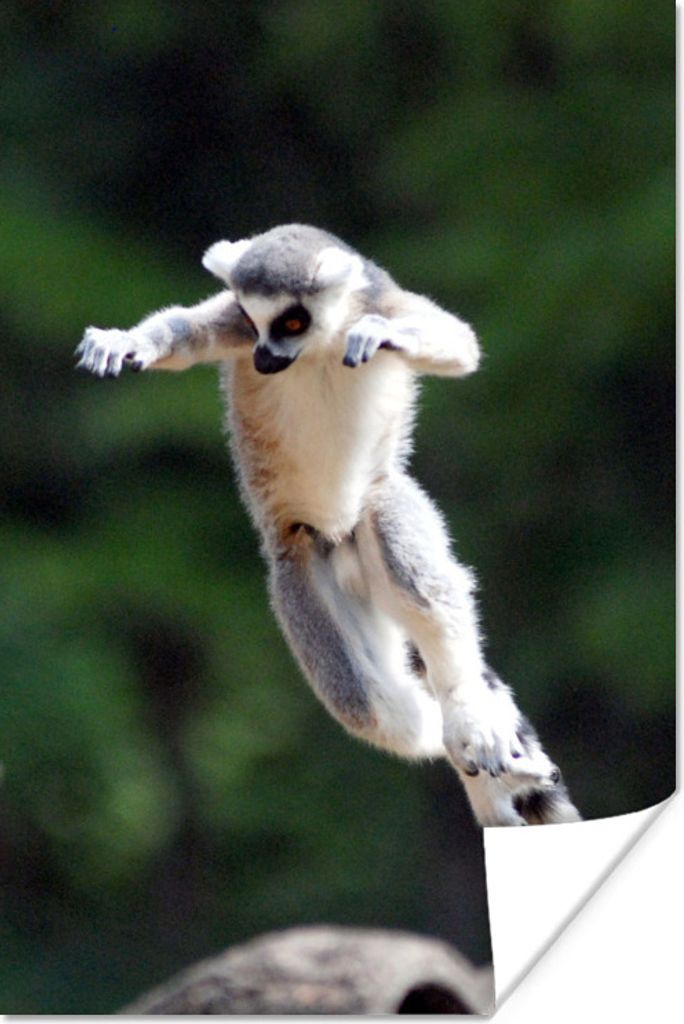 MuchoWow Poster Affe - Ringschwanzlemur - Baum 80x120 cm - Papierdruck