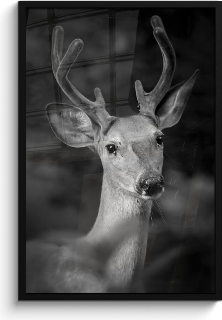 MuchoWow MuchoWow Gerahmtes Poster Tierprofil Hirsche in schwarz und weiß 60x90 cm - Poster mit zchwarzem Bilderrahmen - Kunst