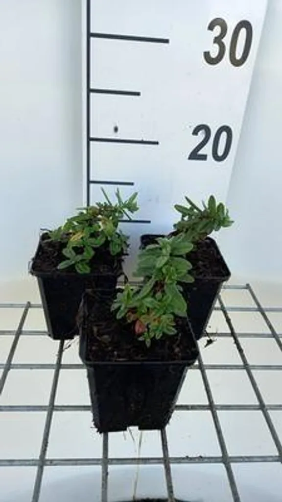 Hélianthème Elfenbeinglanz : solution pour jardin sec sans arrosage