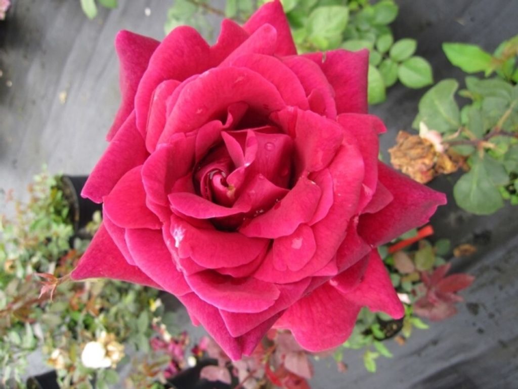 Edelrose - Rosa Duftfestival - Teehybride - Duftrose der Provence - Meilland Rose