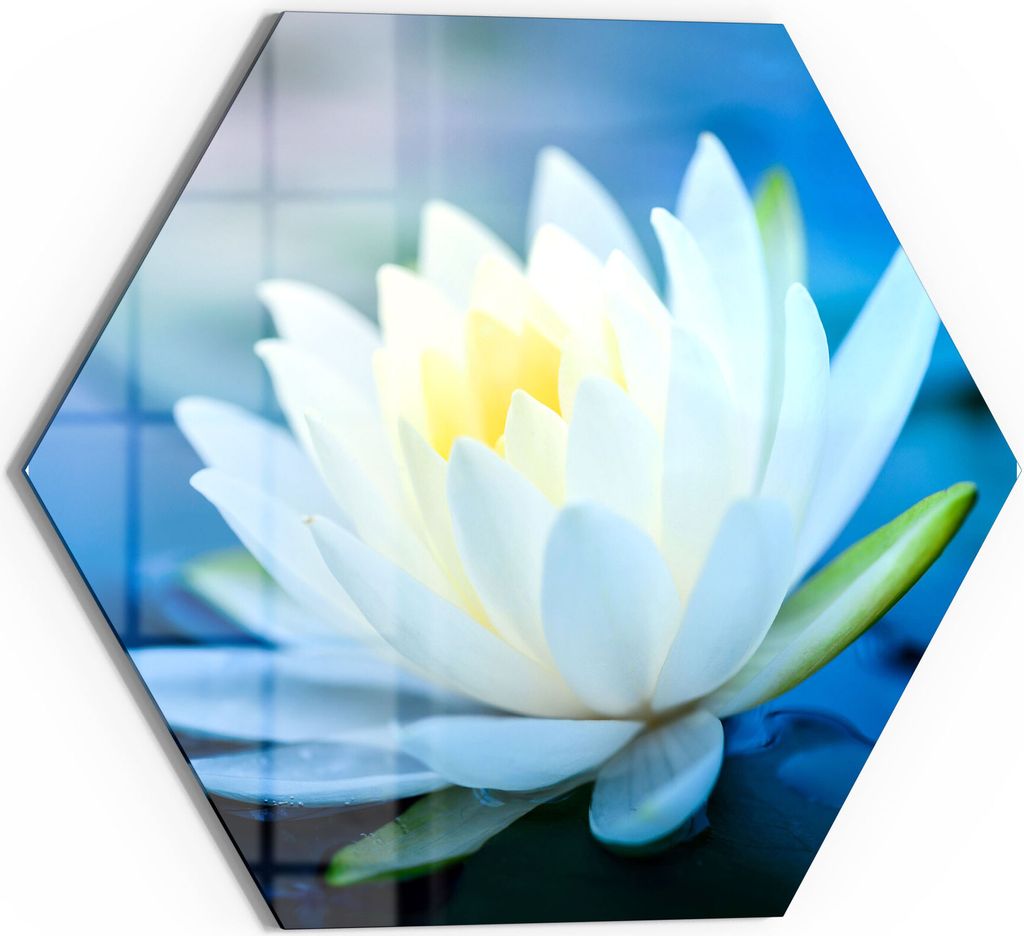 DEQORI Magnettafel Glas 55x48 cm 6-eckig 'Lotusblüte im Wasser' beschreibbar Whiteboard