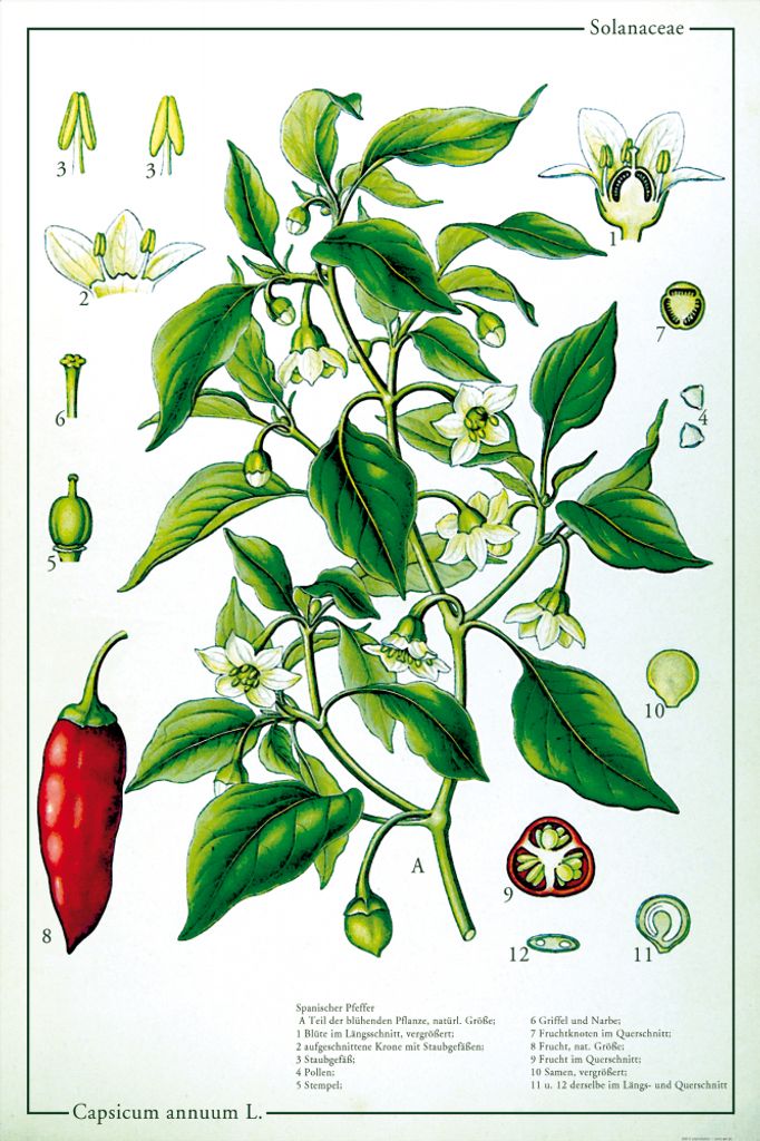 Kochkunst Kunstdruck Bild - Die Chili Pflanze (120 x 80 cm)