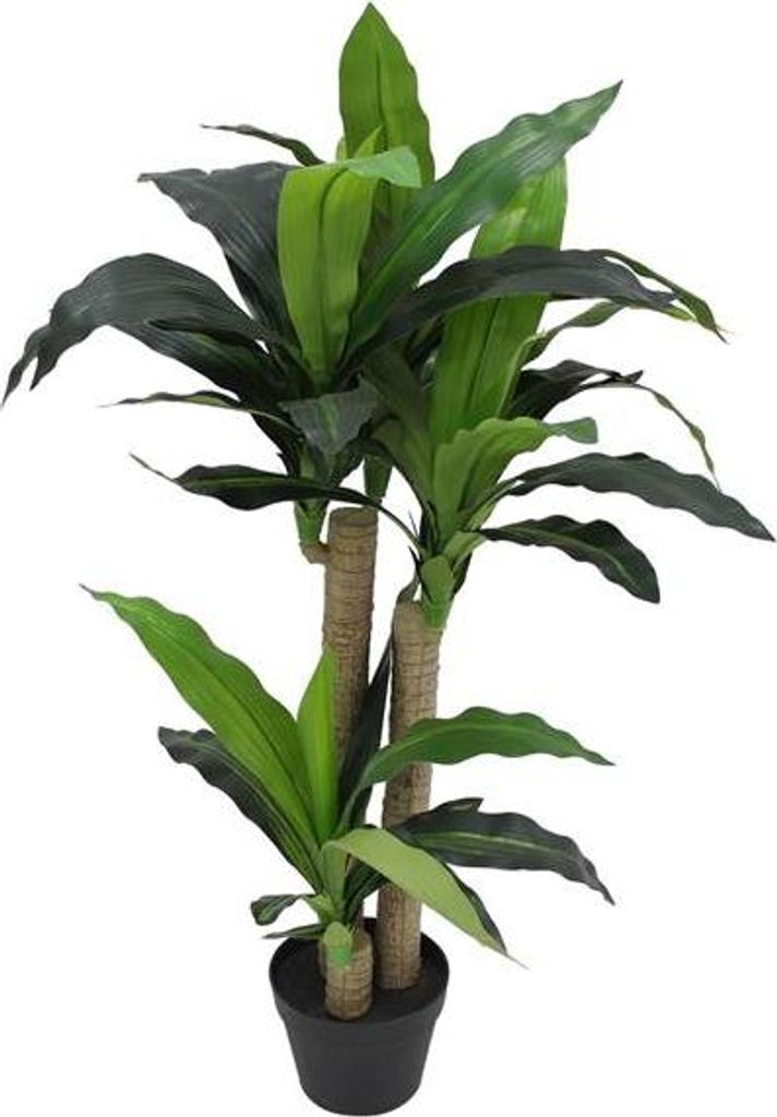 monstera deliciosa brasil Monstera deliciosa 'Aurea' – Serres Lavoie main image 0