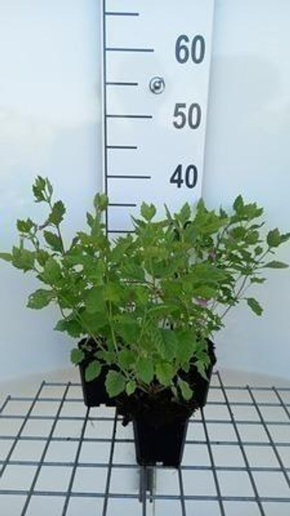 6 x Calamintha grandiflora ( clinopodium grand.) - Bergminze - Topf 9 x 9 cm