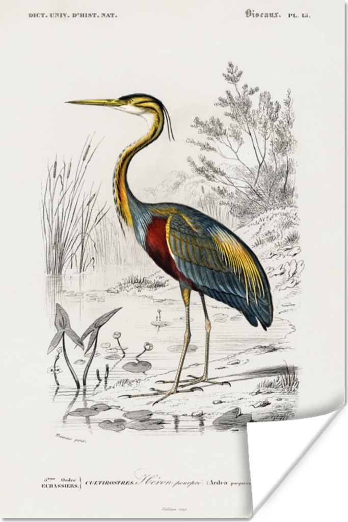 MuchoWow Poster Vogel - Vintage - Reiher 20x30 cm - Papierdruck