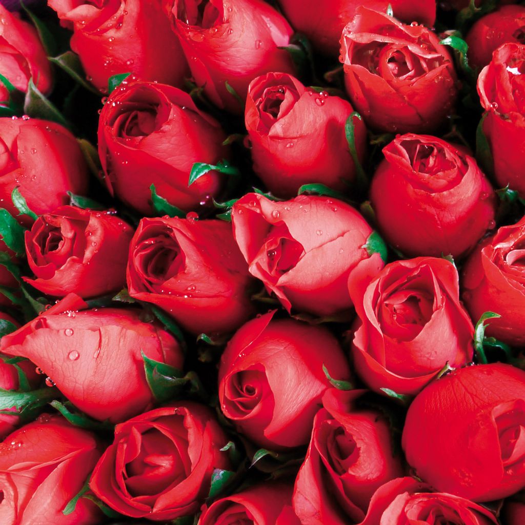 Rosen Kunstdruck Bild - Rote Rosen, Blütenmeer (70 x 70 cm)