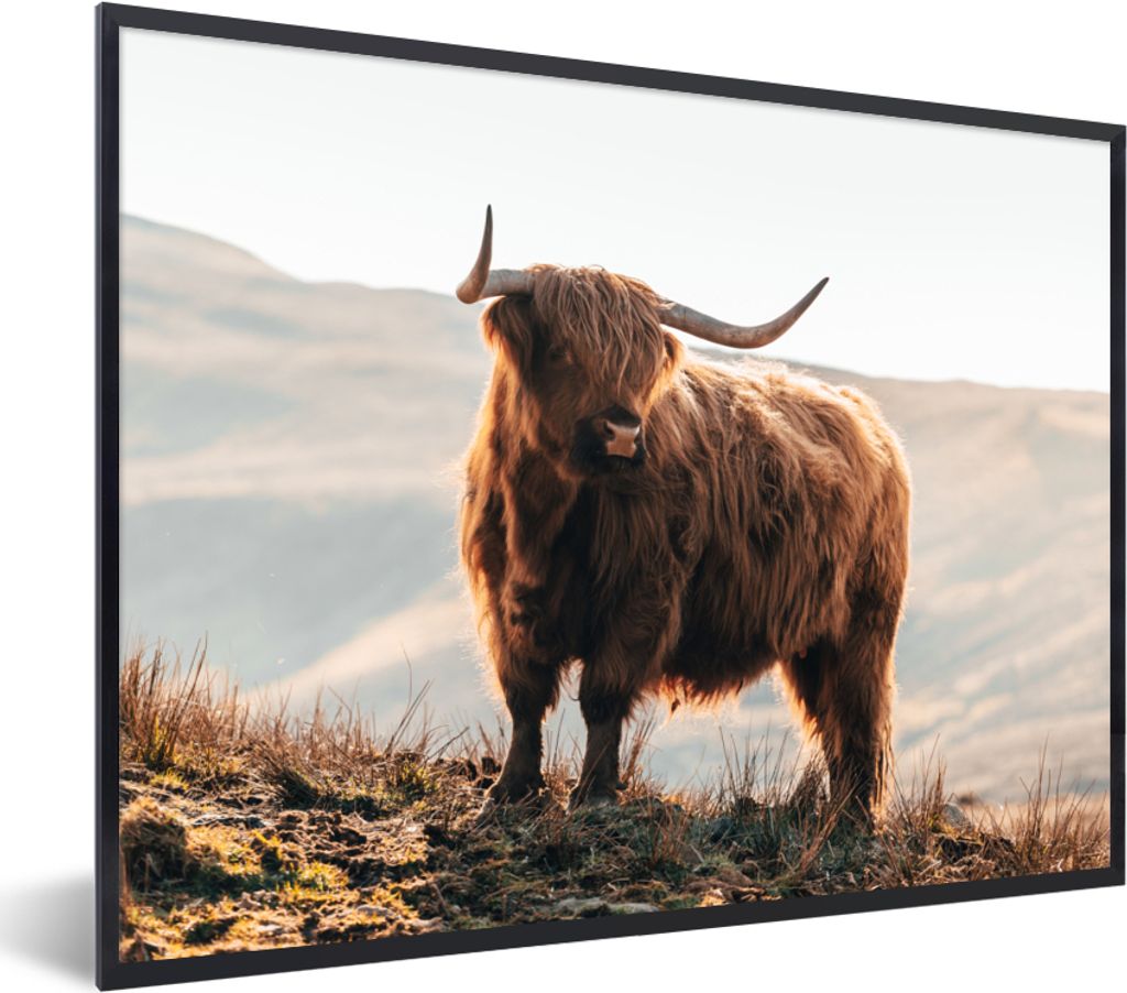 MuchoWow Gerahmtes Poster Schottische Highlander - Tiere - Ländlich - Landschaft - Kuh - Natur 80x60 cm - Poster mit Schwarzem Bilderrahmen Wand...