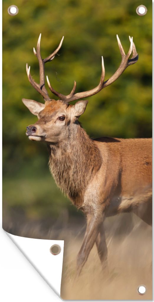 MuchoWow 30x60 cm Outdoor-Poster Gartendeko Sichtschutz Garten Poster für den Garten Tiere - Hirsche - Geweihe - Waldtiere - Natur
