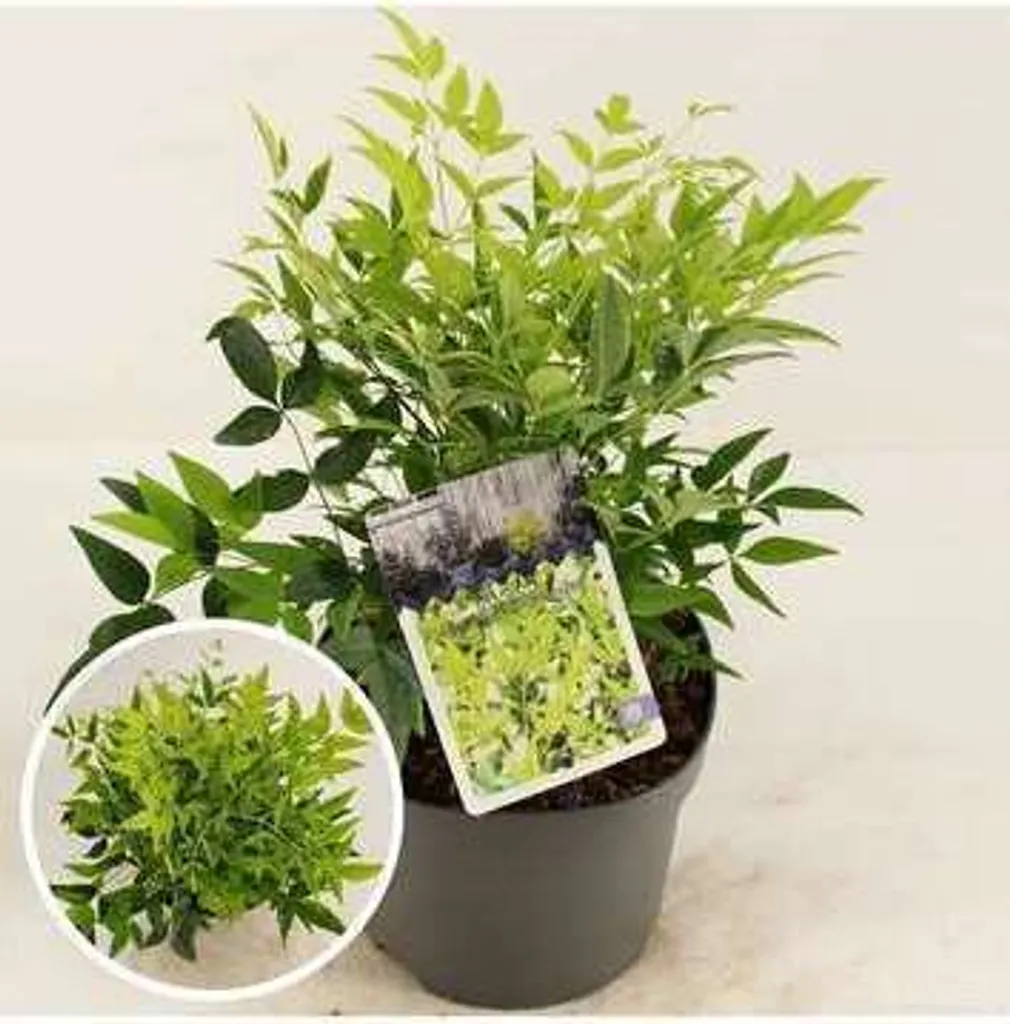 Bambou céleste Magical Lemon and Lime - Arbuste persistant pour jardin
