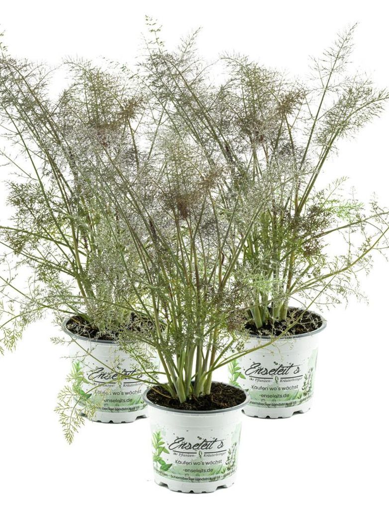 Enseleits Bronzefenchel Pflanze, 3er Set, Foeniculum Produktbild 