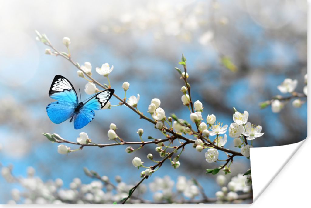 MuchoWow Poster Sakura - Schmetterling - Frühling 90x60 cm - Schlafzimmer