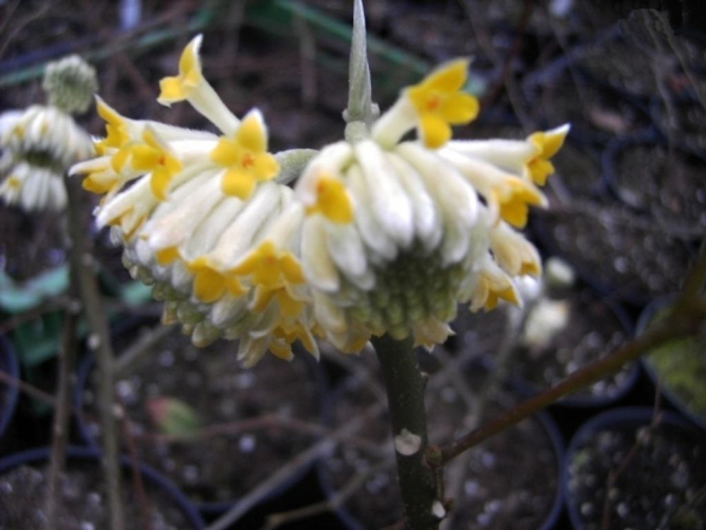 Edgeworthia crysantha Grandiflora (40-60 cm) - Orientalischer Papierstrauch