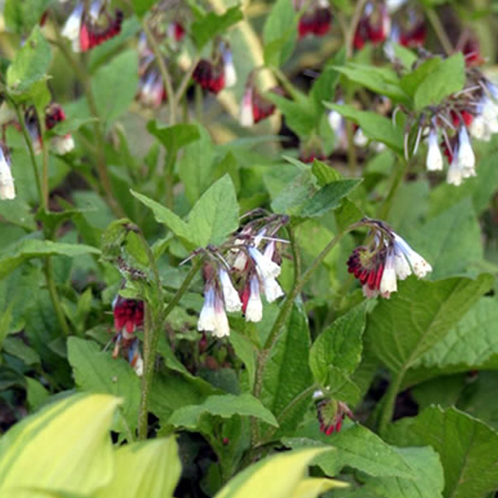 6 x Beinwell - Symphytum grandiflorum 'Wisley Blue' | Topf 9cm x 9cm