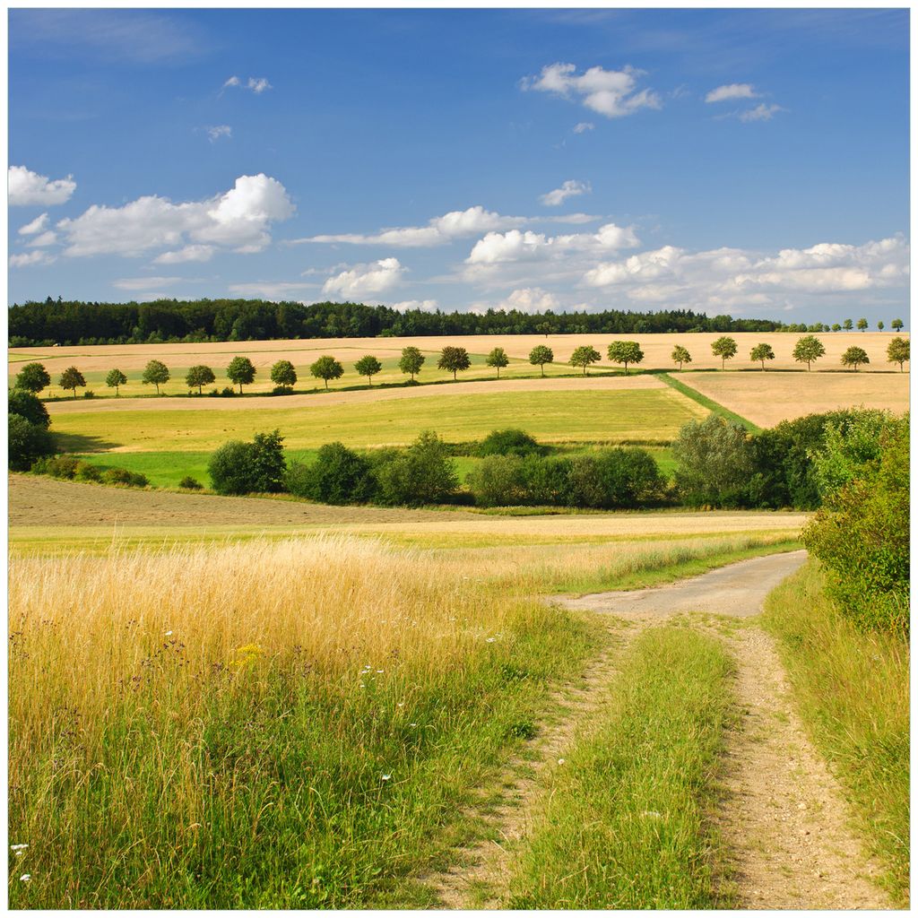 Wallario Wandbild aus Acryl, 50 x 50 cm, freischwebende Optik - Feldlandschaft unter blauem Himmel