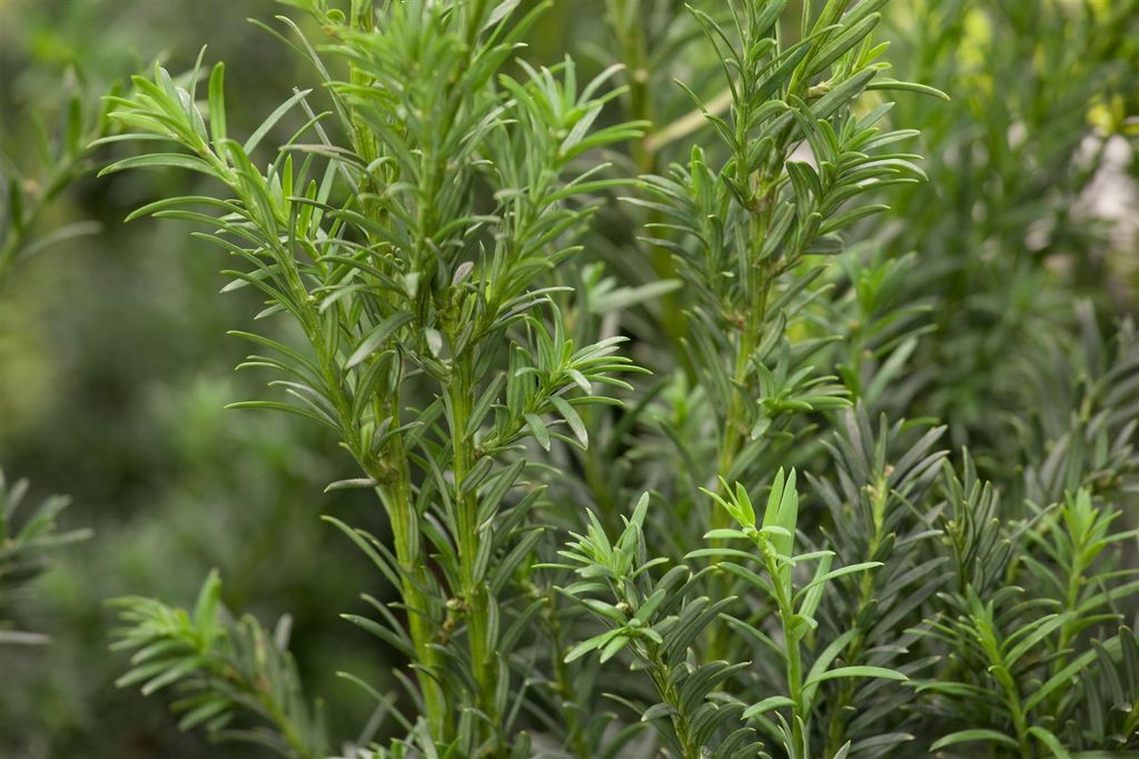 Taxus baccata 'Schwarzgrün', Eibe, dunkelgrün, 30–40 cm