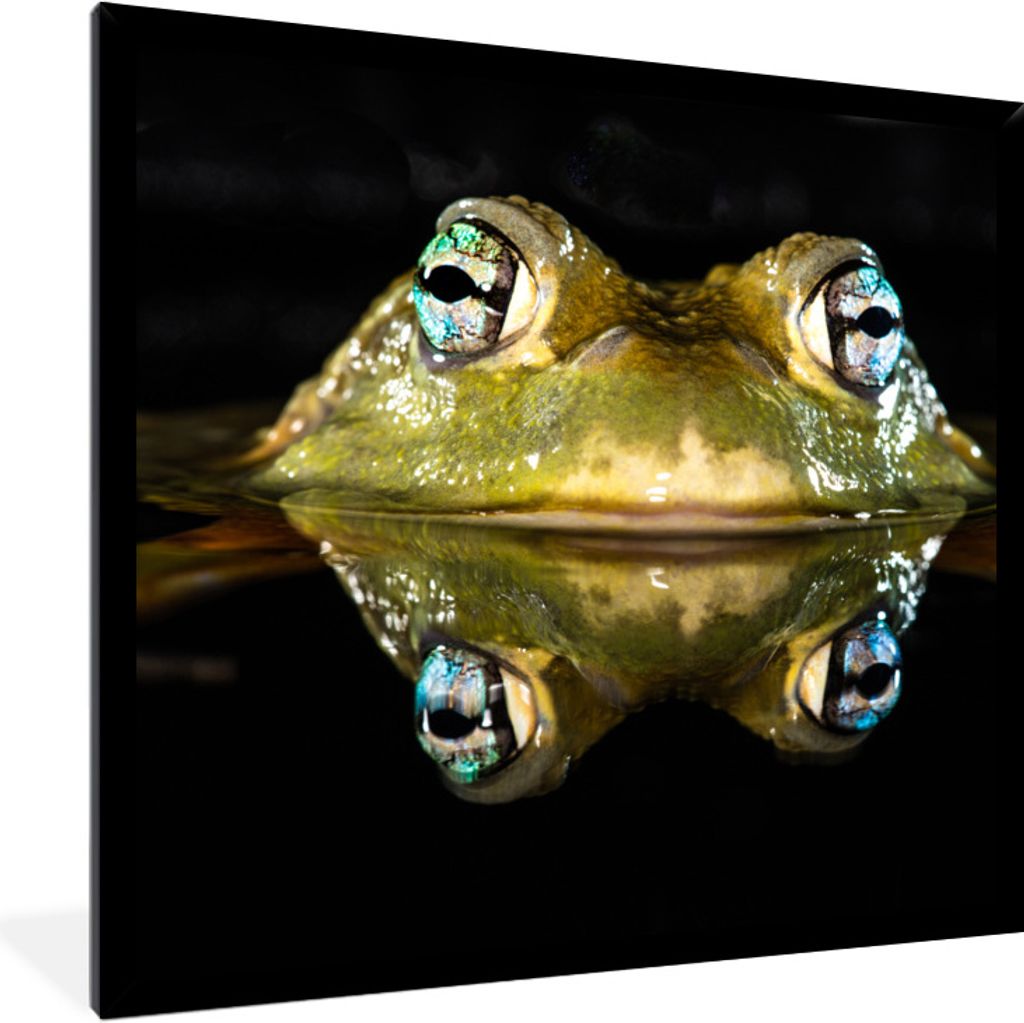 MuchoWow Gerahmtes Poster Frosch - Augen - Porträt 40x40 cm - Poster mit Schwarzem Bilderrahmen Wandposter Rahmen Foto Bilder