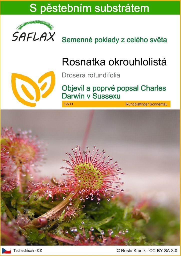 SAFLAX - Rosnatka okrouhlolistá - Drosera rotundifolia - 50 Obrázek produktu 