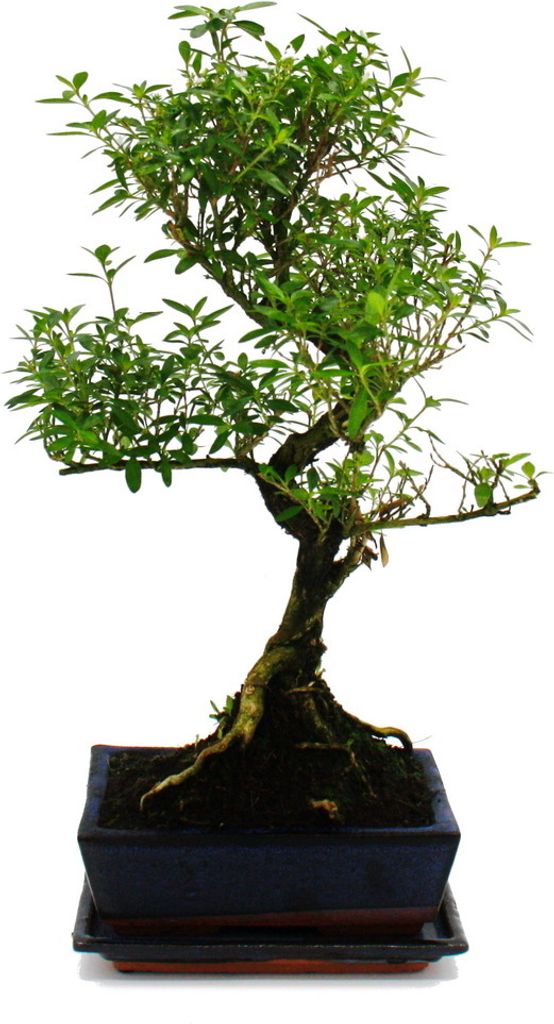 Bonsai - Serissa - Junischnee - Baum der 1000 Sterne - ca. 6 Jahre