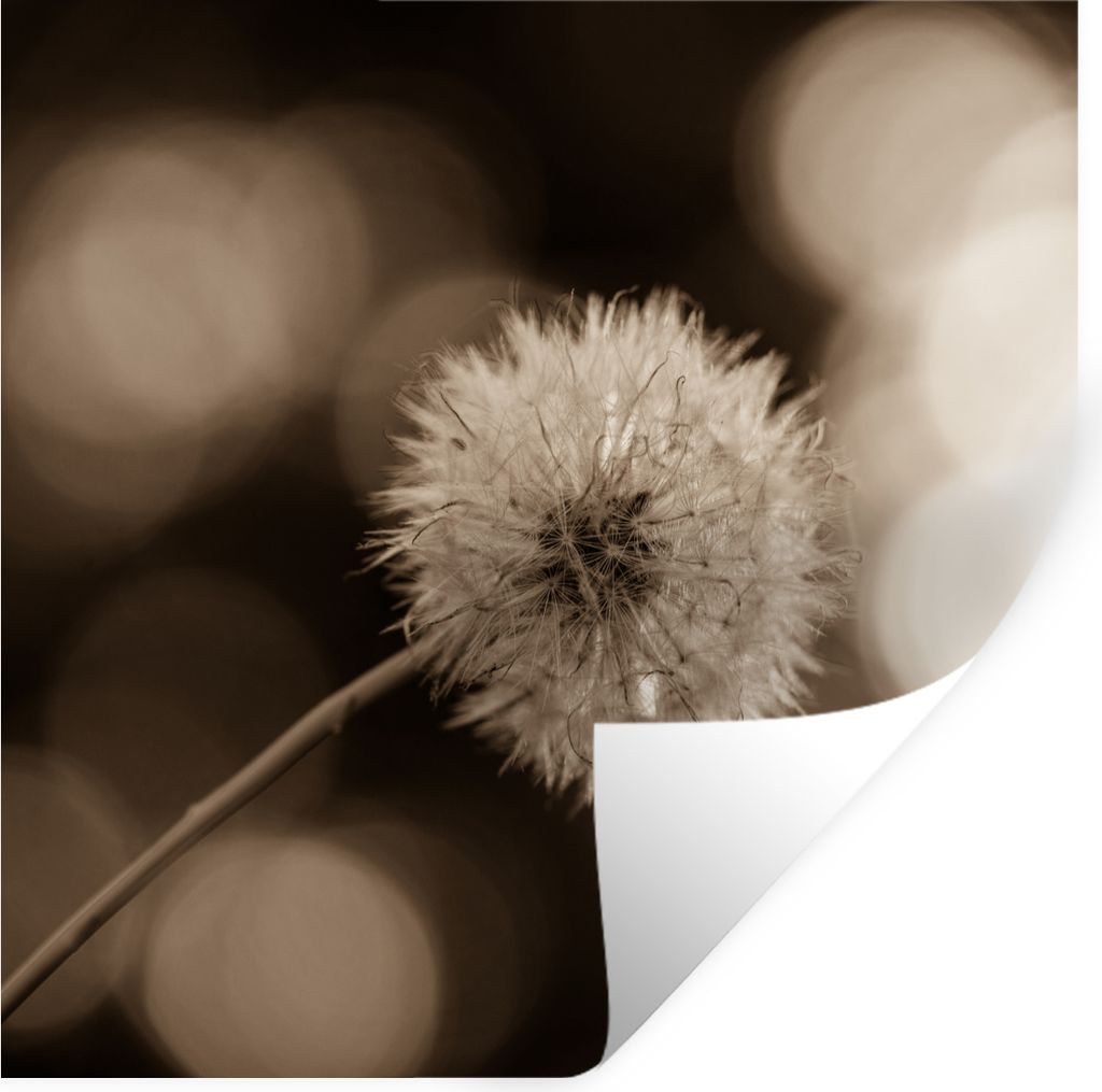 MuchoWow Wandtattoo Wandsticker Wandaufkleber Sepia-Fotodruck Löwenzahn 80x80 cm Selbstklebend und Repositionierbar - Wierderverwendbar - Selbst...