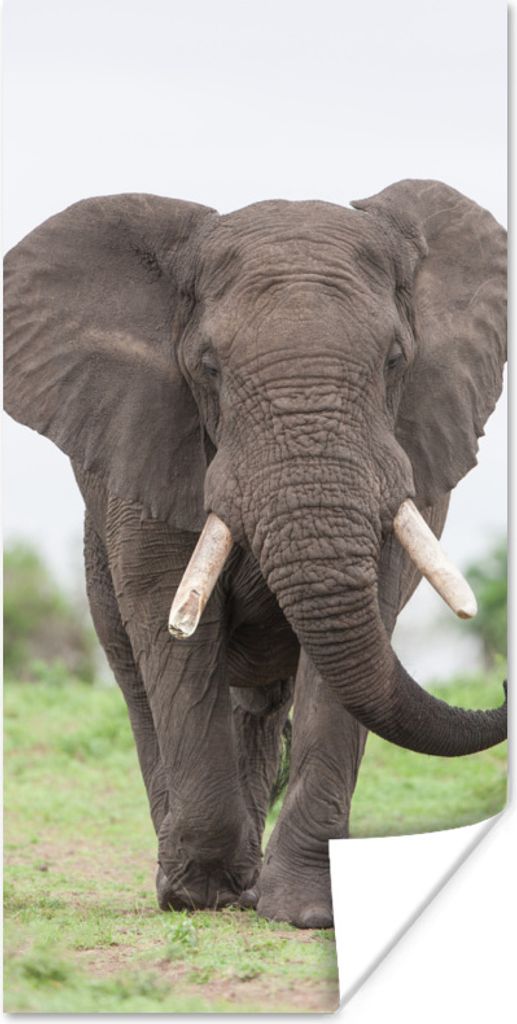 MuchoWow Poster Entgegenkommender Elefant 80x160 cm - Kinderzimmer