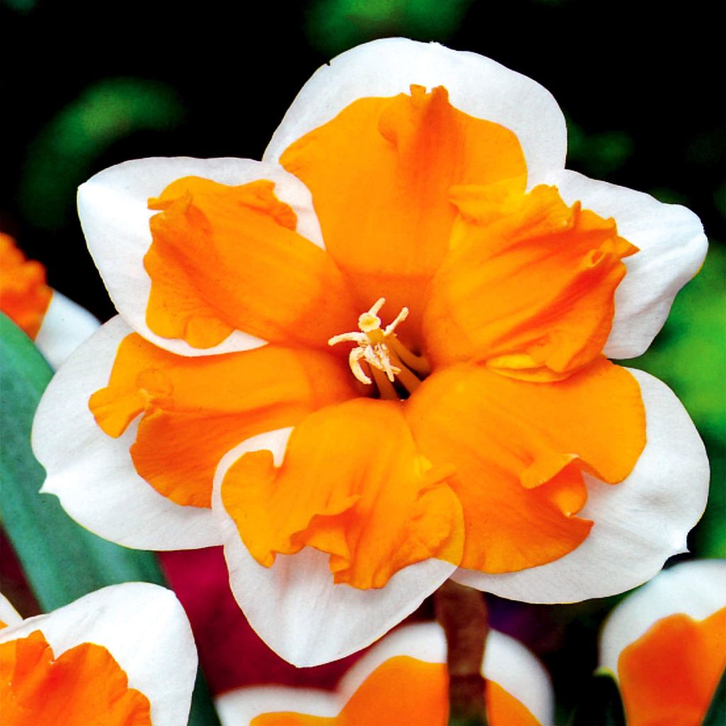 Narzissen Blumenzwiebeln Zwiebeln Blumen Narzisse mit Produktbild 