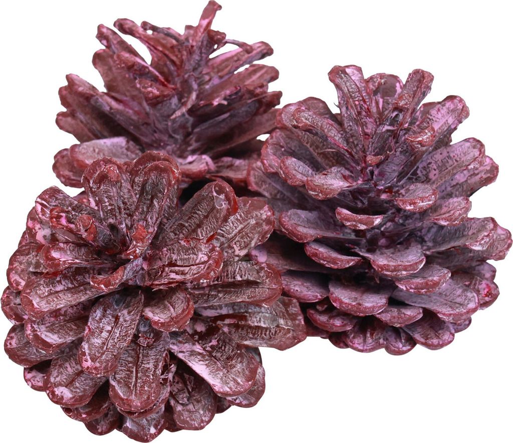 Schwarzkiefer Rot Frost Kiefernzapfen Naturdeko 1kg 5–7cm ideal für Weihnachtsschmuck Adventskranz