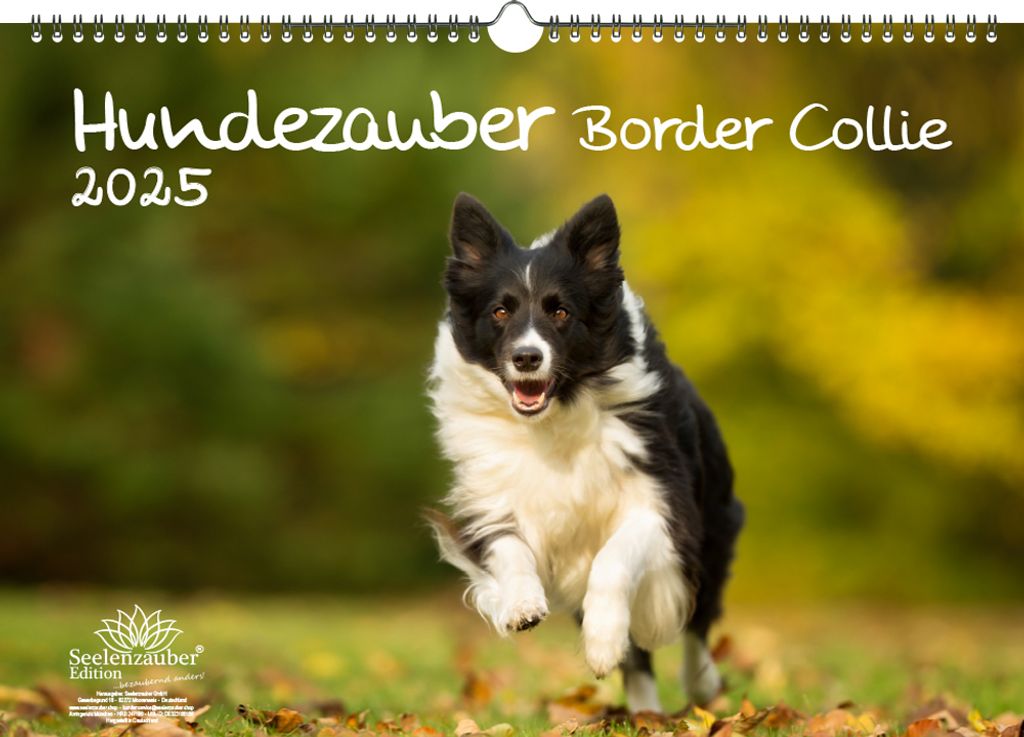 Hundezauber Border Collie DIN A3 Kalender für 2025 Welpen und Hunde - Seelenzauber