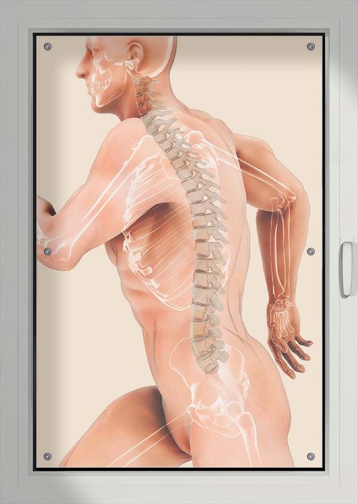 Wallario Lichtschutzbild, Dekorativer Sichtschutz Sonnenschutz 76 x 115 cm mit Motiv: Anatomie Wirbelsäule - Menschliches Skelett beim Laufen - Ve...