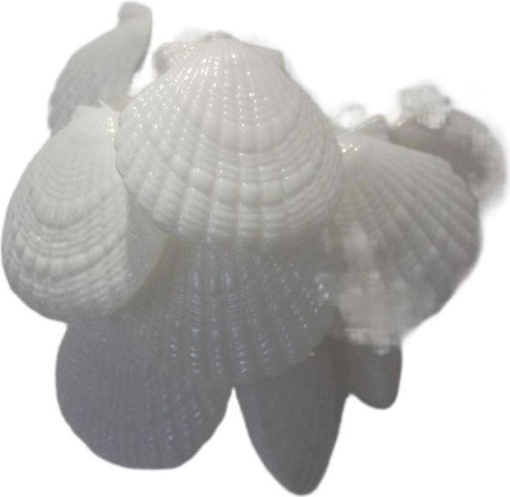 Lichterkette mit 10/20 LEDs in Muschelform, batteriebetrieben, wasserdicht, warmweiß, für Stranddekoration im Innen- und Außenbereich. 10/20 LED...