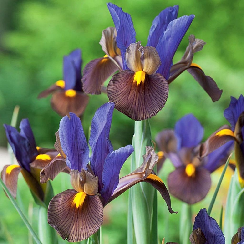 Iris Iris olandese Tigereye 10 bulbi di iris iris Immagine del prodotto 
