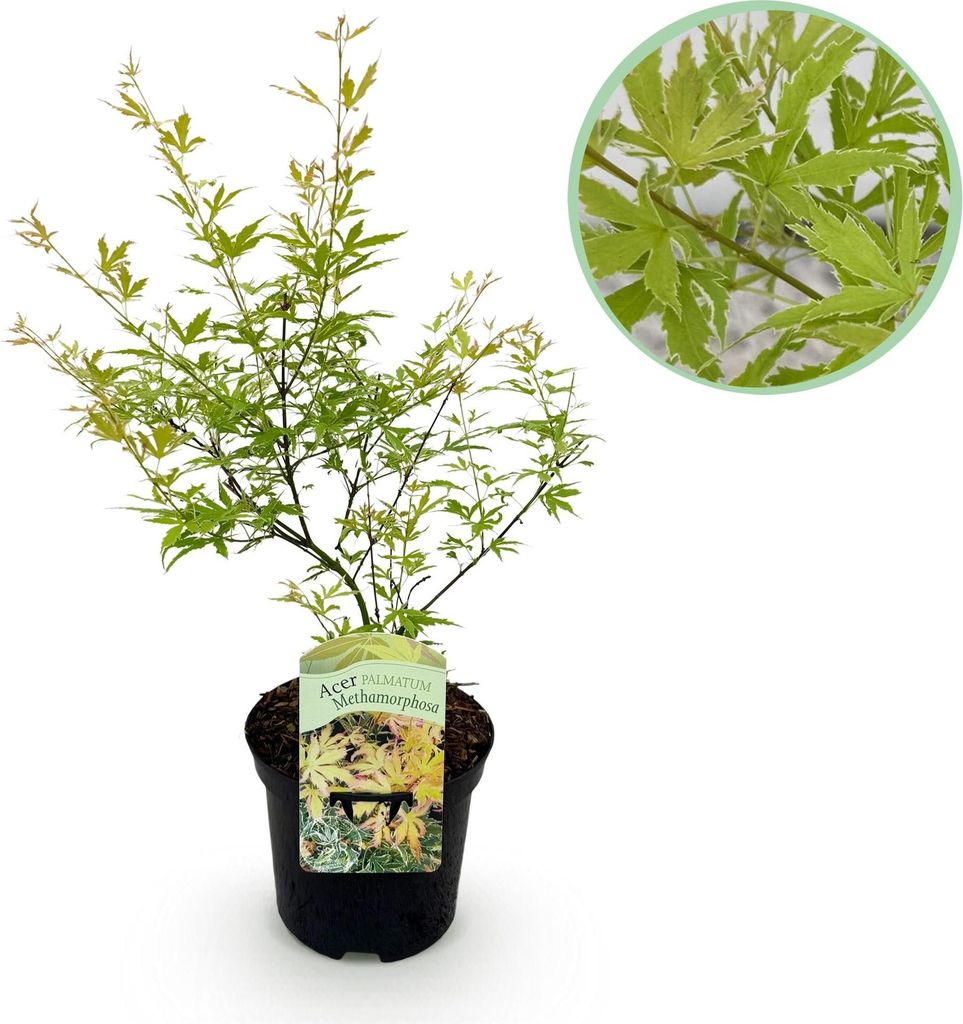 Japanischer Ahorn Acer palmatum Metamorphosa 70cm hoch 19cm Balkonpflanze Deko